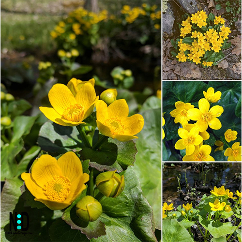 Marsh Marigold is a plant with yellow flowers is found throughout the Northern Hemisphere. In the Midwest, it flowers between April and August. In other additional areas, the plant can bloom into August.