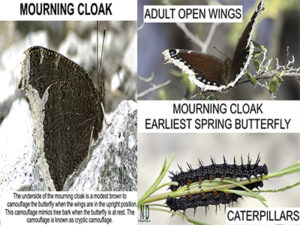 Mourning Cloak Butterfly