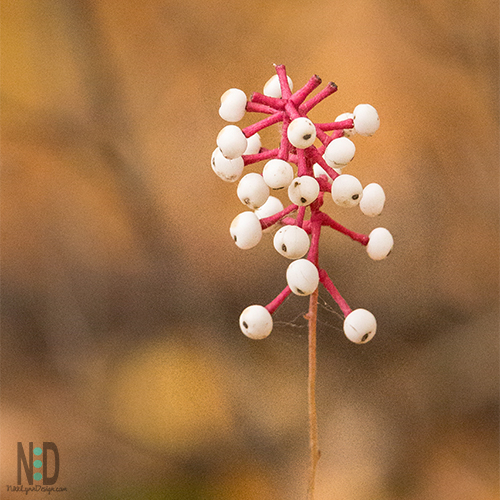 White Baneberry Dolls Eyes Wildflower