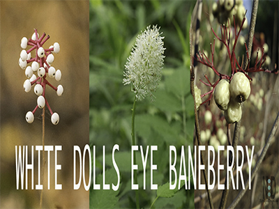 White Baneberry Dolls Eye...