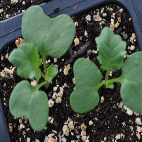 Starting Broccoli From Seed