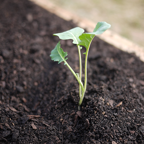 Broccoli Sprout From Seed