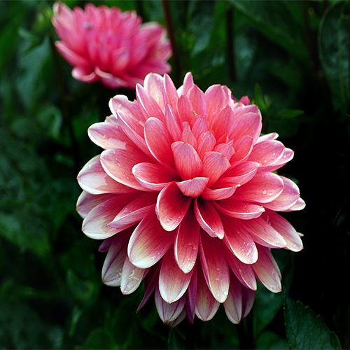 Planting and Care of Dahlia Flowers
