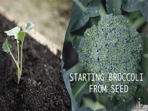 Starting Broccoli From Se...