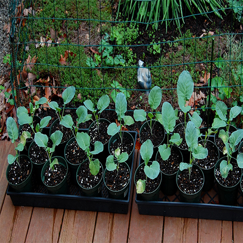 Starting Broccoli Seeds