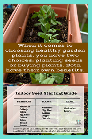 Buying Healthy Plants & Seeds