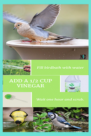 How To Clean A Birdbath