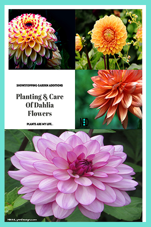 Planting & Care of Dahlia Flowers