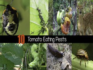 Tomato Pests