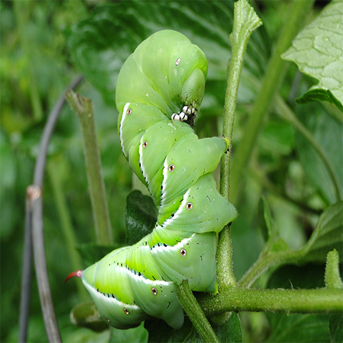 Tomato Horn Worm