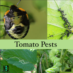Tomato pests. A green worm called the tomato hornworm,. A black orange and white bug called Green Stink Bug and leaf minor damage done to vegatable leaf.