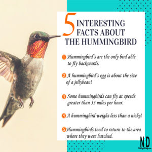 Picture of a hummingbird in flight with 5 interesting facts from text.