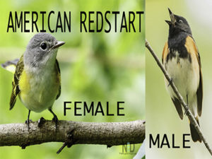 American Redstart