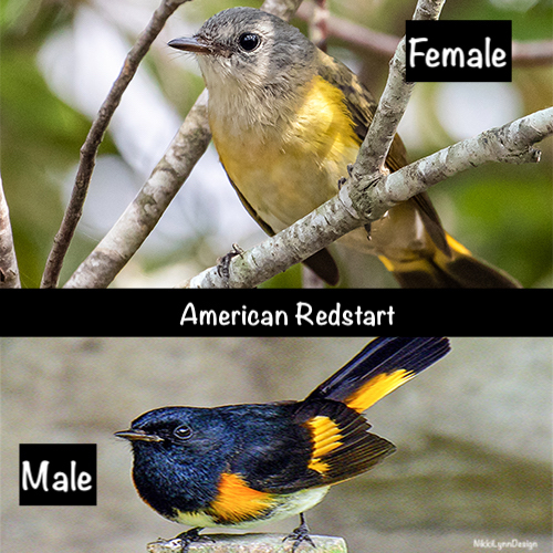 American Redstart Warbler