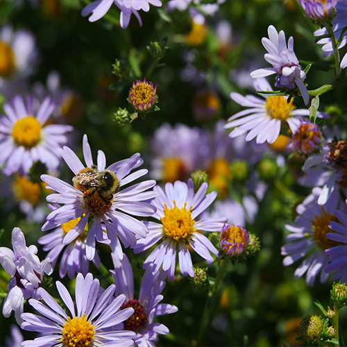 While many flowers fade by late summer, asters burst into bloom in September and October, offering a final feast of nectar and pollen.