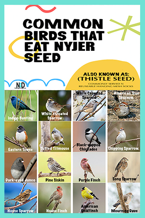 Birds That Eat Nyjer Thistle Seed At Feeder