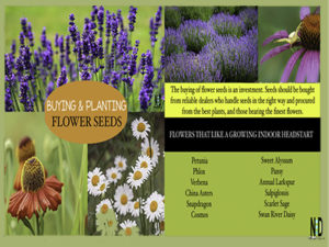 Buying and Planting Flowe...