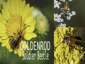 Goldenrod Soldier Beetle