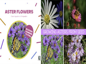 Aster Flowers