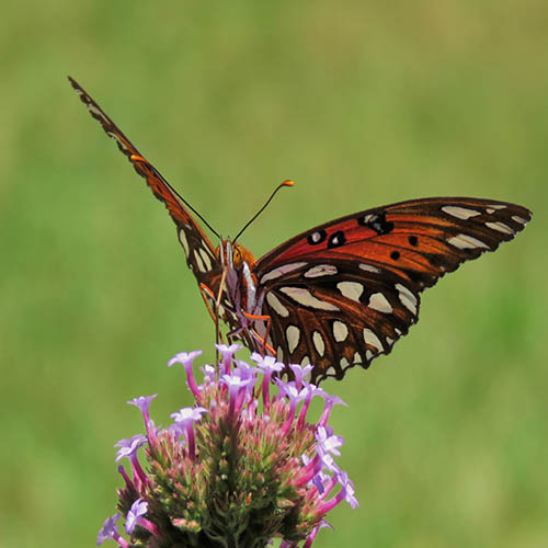 An orange, black and white speckled butterfly in Wisconsin.