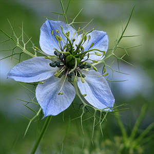 Love-in-the-Mist