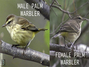 Palm Warbler