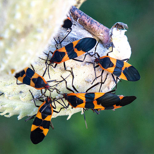 Orange and Black Beetle called Milkweed Bug on Milkweed Seed Pod