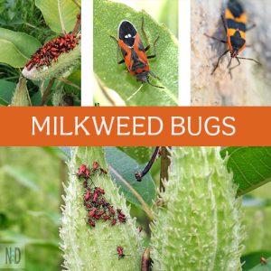 Milkweed Bug