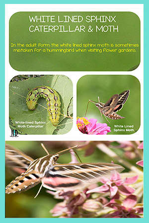 White-lined Sphinx Moth and Caterpillar