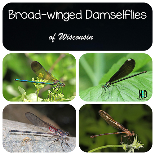 The four species in the broad-winged damselflies in Wisconsin.