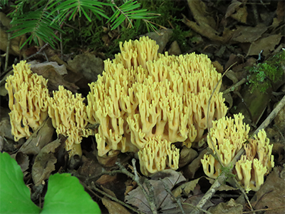 Coral fungus, Ramaria stricta