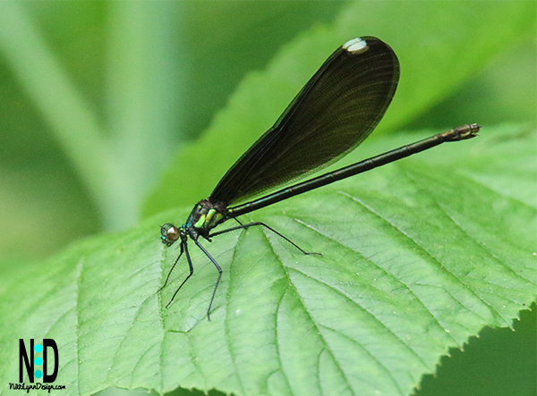 The four species in the broad-winged damselflies in Wisconsin.