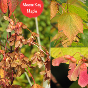 Moose Maple Keys
