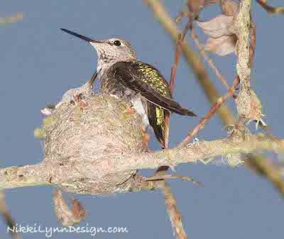 Annas Hummingbird Sitting On A Nest