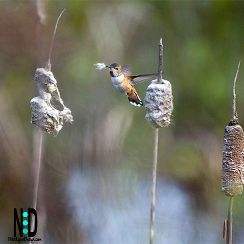 Hummingbird Collecting Cattail Fluff
