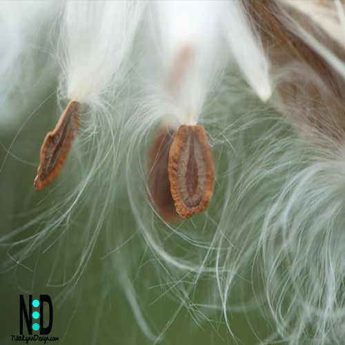 Milkweed fluff