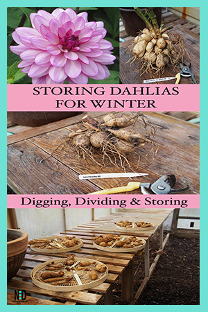 Info graphic with a pink dahlia flower and pictures showing how to dig up dahlia and store for winter.