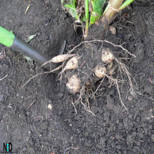 Storing Dahlias Over Wint...
