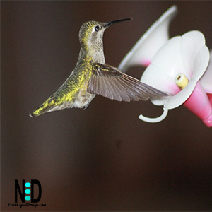 Hummingbird at Feeder