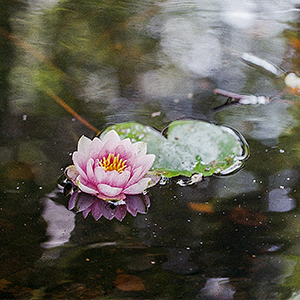 Pink Lotus Pond Plant