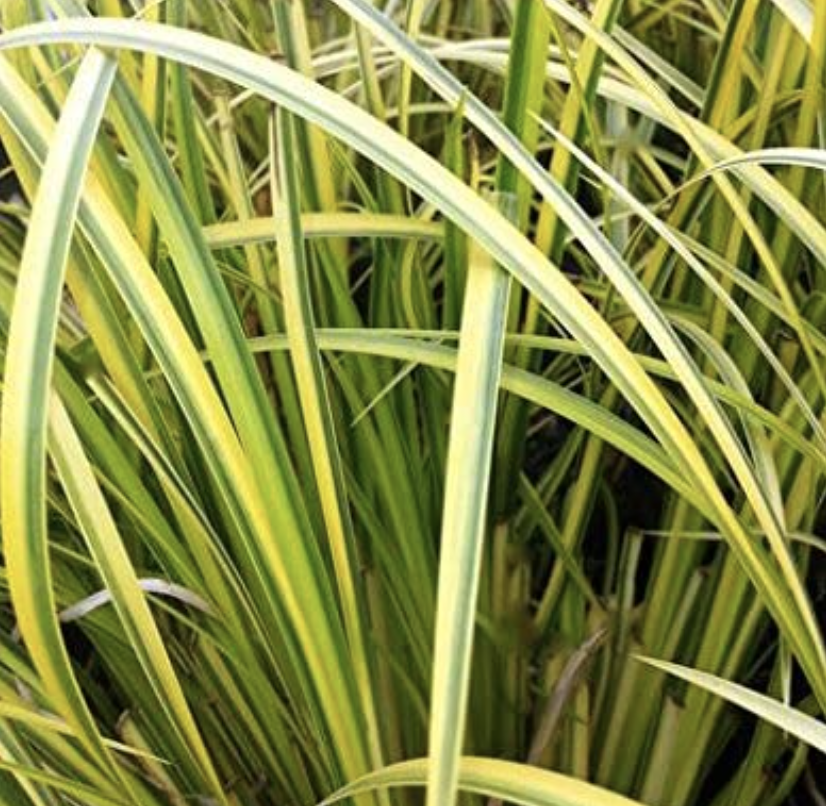 Variegated Sweet Flag Pond Plant