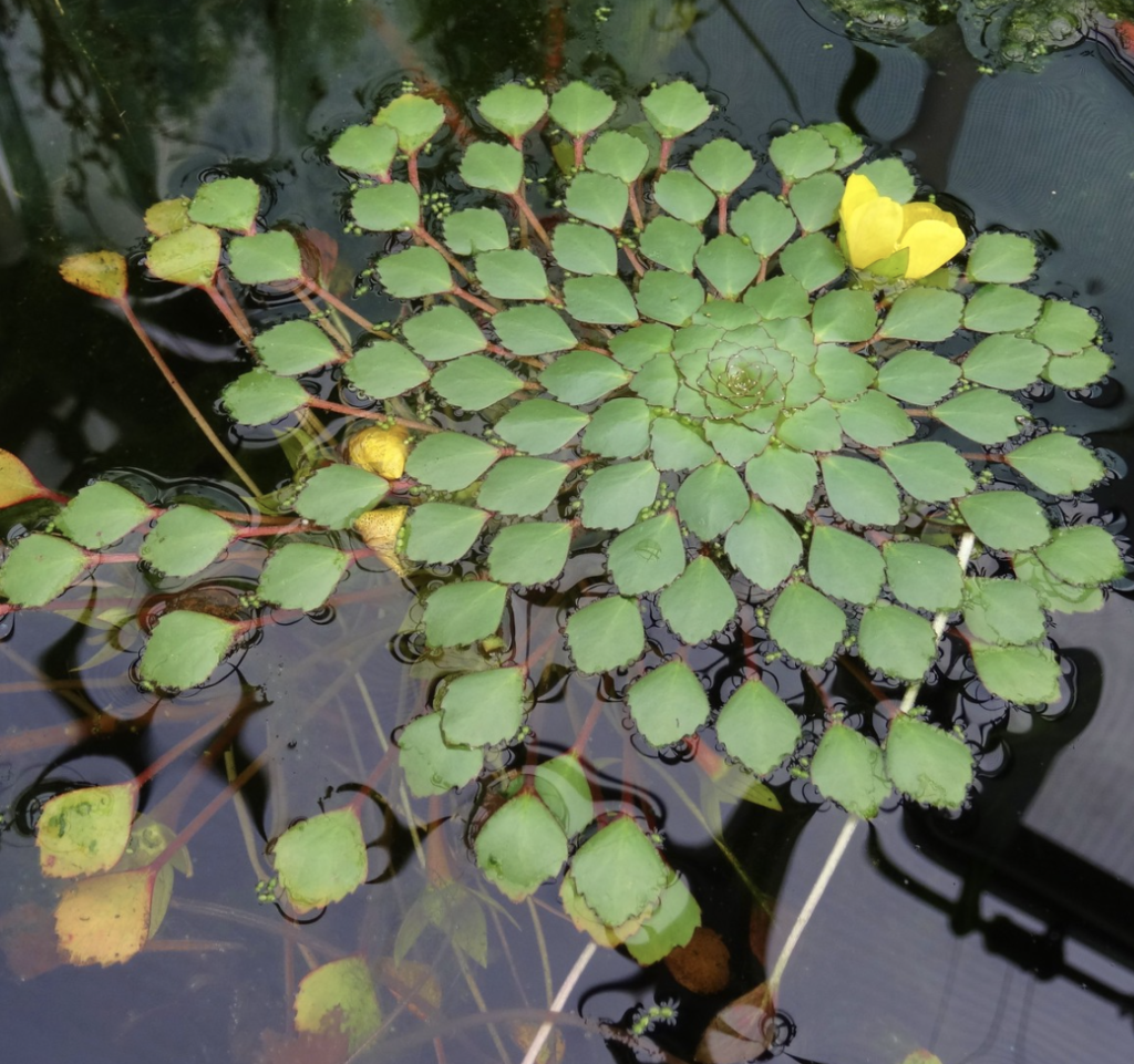 Ludwigia Eedoides Pond Plant