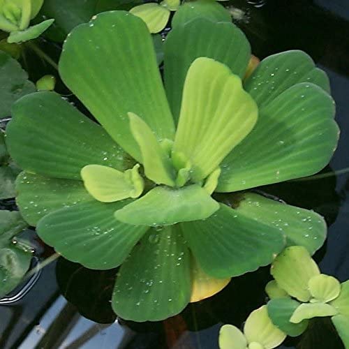 Water Lettuce