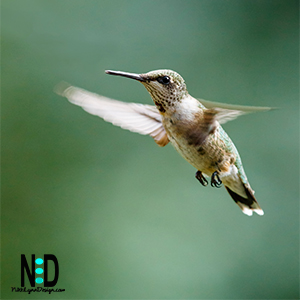 Ruby Red Thraoted Hummingbird in Flight