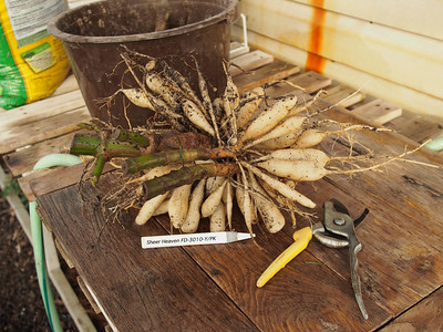 A clump of dahlia flower tuberous ready to be divided.