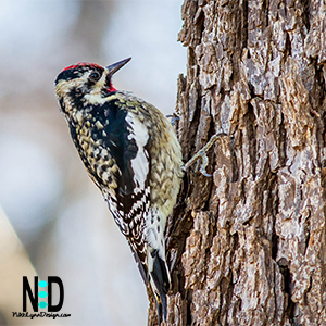 Yellow belly sap sucker a black and white woodpecker.