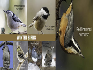 Winter Birds