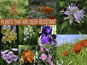 Flowers Deer Do Not Eat