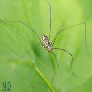 The Eastern Harvestmen