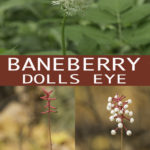 White Baneberry (Doll's Eyes): Care & Growing Guide